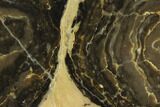 Polished Stromatolite (Acaciella) from Australia - Million Years #129167-1